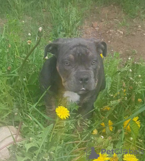 Photo №1. american bully - for sale in the city of Ivanovo | 966$ | Announcement № 19965