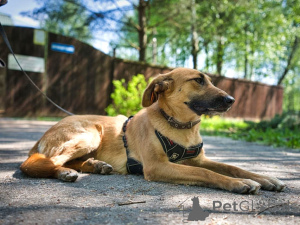 Photo №3. Beautiful red dog Julie is looking for a home. Russian Federation