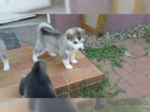 Photo №1. siberian husky - for sale in the city of Дортмунд | Is free | Announcement № 98236