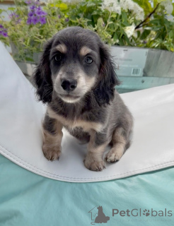 Photo №1. dachshund - for sale in the city of Bielefeld | negotiated | Announcement № 174842