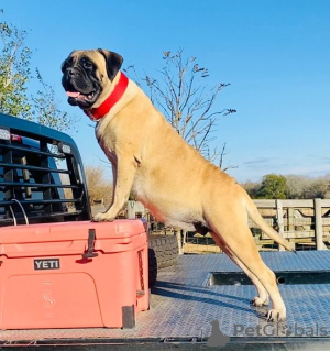 Additional photos: Magnificent Bullmastiff puppies set to go now