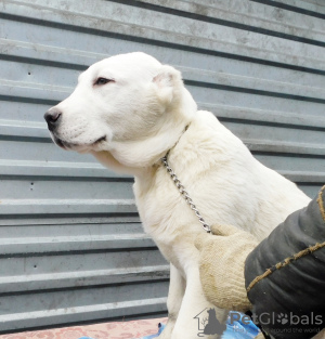 Photo №1. central asian shepherd dog - for sale in the city of Москва | 525$ | Announcement № 8926