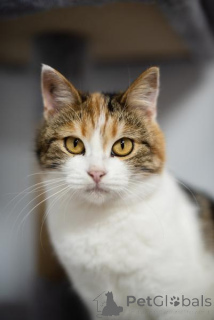 Photo №1.  - for sale in the city of Khimki | Is free | Announcement № 159490