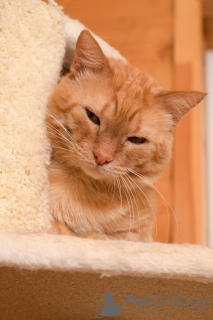Additional photos: The magnificent cat Orange is ready to become your personal sunshine.