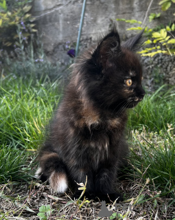 Photo №4. I will sell maine coon in the city of Pyatigorsk. from nursery - price - 1001$