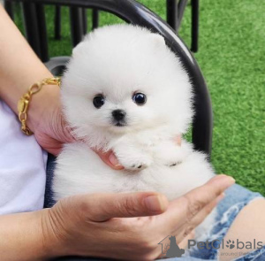 Photo №2 to announcement № 70830 for the sale of pomeranian - buy in Finland private announcement, breeder