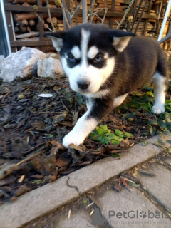 Photo №2 to announcement № 93004 for the sale of siberian husky - buy in Sweden private announcement