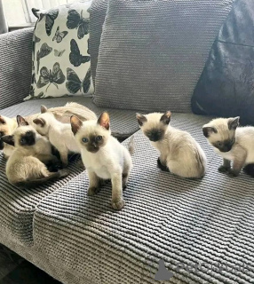 Photo №1. siamese cat - for sale in the city of Hannover | 258$ | Announcement № 156678