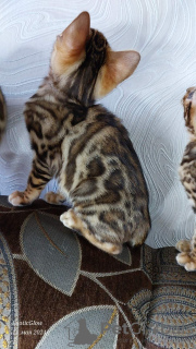 Additional photos: Bengal kittens