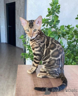 Photo №2 to announcement № 153234 for the sale of bengal cat - buy in Sweden private announcement