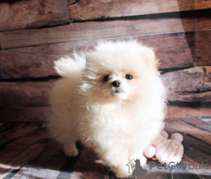 Photo №1. pomeranian - for sale in the city of Москва | 2113$ | Announcement № 41548