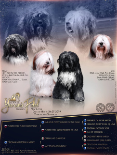 Photo №1. tibetan terrier - for sale in the city of St. Petersburg | 200$ | Announcement № 5358