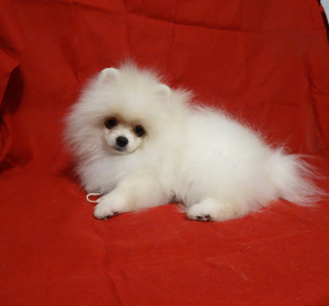 Photo №2 to announcement № 5751 for the sale of german spitz - buy in Russian Federation from nursery
