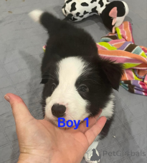 Photo №2 to announcement № 175180 for the sale of border collie - buy in Germany 
