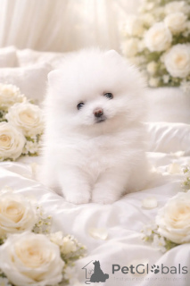 Photo №1. non-pedigree dogs - for sale in the city of Dnipro | 1032$ | Announcement № 166527