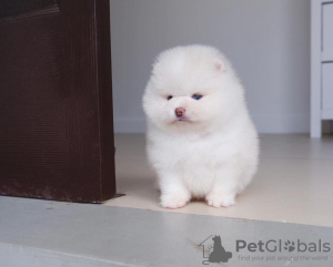 Photo №2 to announcement № 104072 for the sale of pomeranian - buy in Germany private announcement