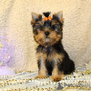 Photo №3. Yorky puppies are looking for a good home.. Israel