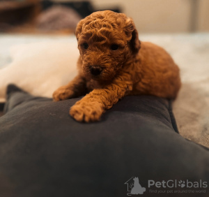 Photo №2 to announcement № 84472 for the sale of poodle (toy) - buy in Germany private announcement