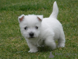 Photo №2 to announcement № 133197 for the sale of west highland white terrier - buy in Switzerland private announcement
