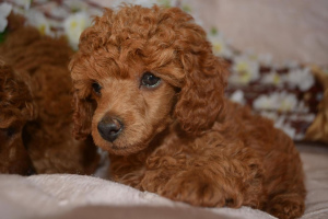 Additional photos: Lovely toy poodle babies