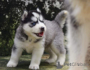 Photo №1. siberian husky - for sale in the city of Tallinn | 774$ | Announcement № 160465