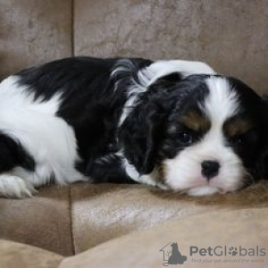 Photo №4. I will sell cavalier king charles spaniel in the city of Nuremberg. private announcement, from nursery, breeder - price - 296$