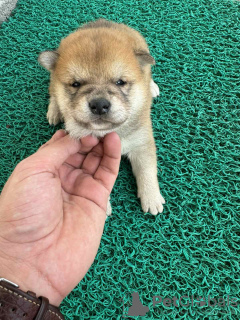 Photo №4. I will sell shiba inu in the city of Belgrade.  - price - negotiated