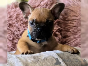 Photo №3. French bulldog puppies. Germany