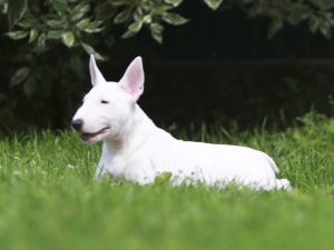 Additional photos: We had great puppies of the Miniature Bull Terrier.