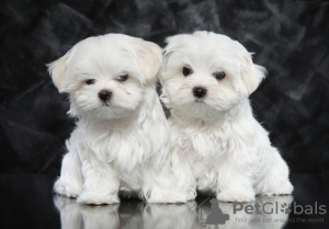 Photo №2 to announcement № 115853 for the sale of maltese dog - buy in Germany 