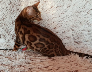 Photo №1. bengal cat - for sale in the city of lubliniec | 805$ | Announcement № 831