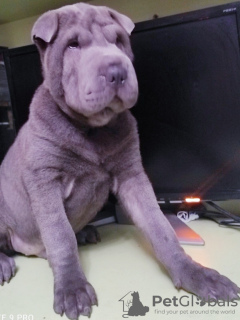 Photo №4. I will sell shar pei in the city of Kremenchug. private announcement - price - 220$