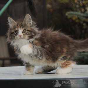 Additional photos: Female maine coon kitten for sale