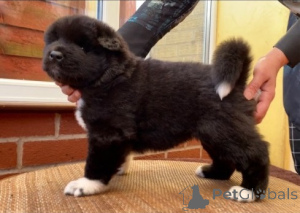 Photo №2 to announcement № 172818 for the sale of akita - buy in Czech Republic private announcement, breeder