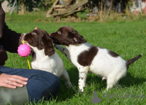 Photo №1. english springer spaniel - for sale in the city of Hasselt | negotiated | Announcement № 129506