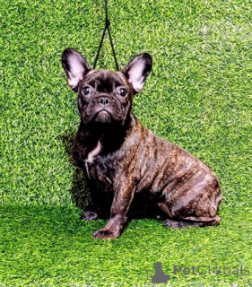 Photo №2 to announcement № 174711 for the sale of french bulldog - buy in Serbia breeder