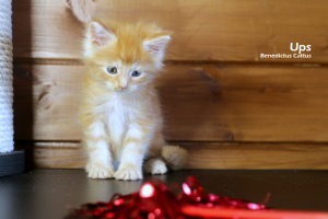Additional photos: Maine Coon kitten red marble boy