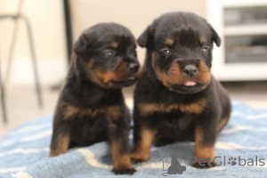 Photo №1. dachshund - for sale in the city of Dyudalang | negotiated | Announcement № 173759