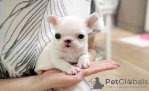 Photo №1. french bulldog - for sale in the city of Вентура | Is free | Announcement № 124104