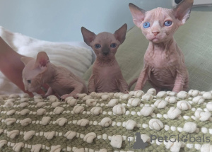 Photo №1. sphynx-katze - for sale in the city of HanStedt | 361$ | Announcement № 177610