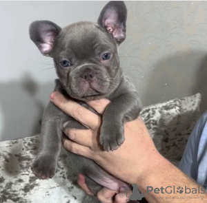 Photo №1. french bulldog - for sale in the city of Berlin | negotiated | Announcement № 115813