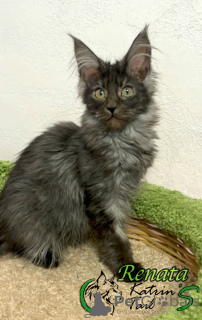 Photo №4. I will sell maine coon in the city of St. Petersburg. private announcement, from nursery, breeder - price - 31698$