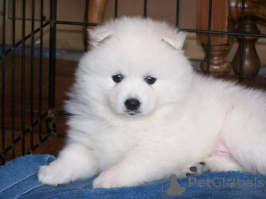 Photo №3. Mooie Pomeriaanse puppy's ter adoptie. Belgium