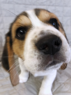 Additional photos: Beagle puppies.
