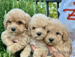 Photo №1. maltipu - for sale in the city of Munich | negotiated | Announcement № 155638