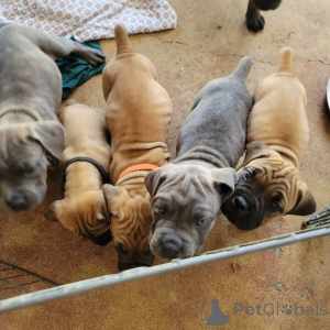 Photo №2 to announcement № 175423 for the sale of cane corso - buy in Lithuania private announcement, breeder