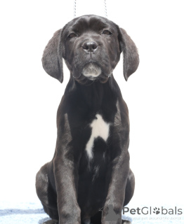 Photo №4. I will sell cane corso in the city of Buzău. breeder - price - 1882$