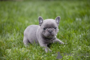 Photo №1. french bulldog - for sale in the city of Berlin | 528$ | Announcement № 64323