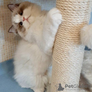 Photo №1. ragdoll - for sale in the city of Brussels | negotiated | Announcement № 129831