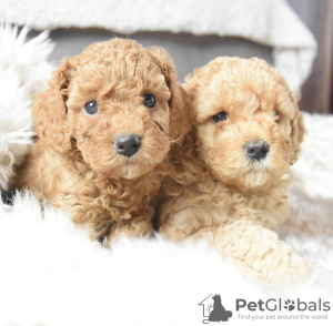 Photo №1. poodle (dwarf) - for sale in the city of Гамбург | 2008$ | Announcement № 95938